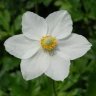 Anemone
